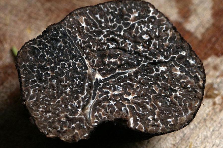 museacute;e-de-la-truffe-du-ventoux