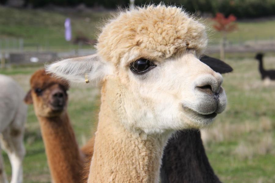 les-lamas-du-barroux